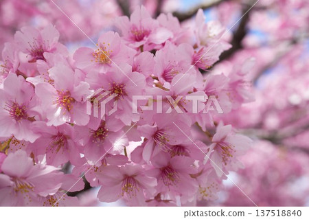 Kawazu cherry blossoms in Soka City Kawazu cherry blossoms in Soka City 137518840