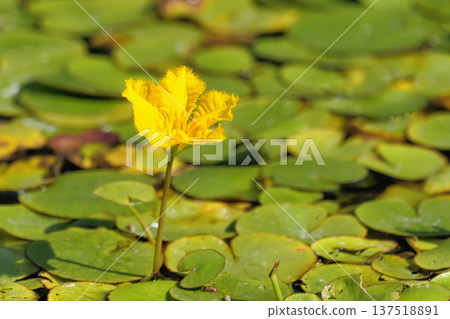 淺草花 淺草花 137518891