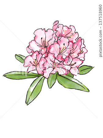 Hand drawn line and watercolor illustration of blooming pink rhododendron flowers 137518960
