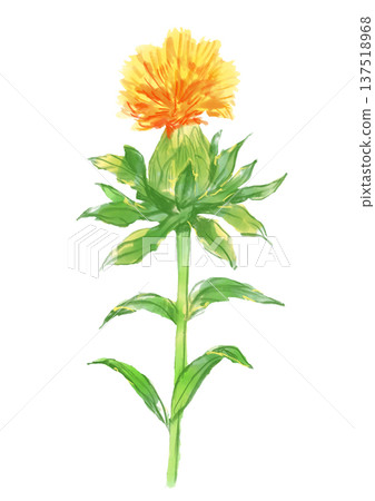 手繪水彩插畫,描繪了盛開的紅花。 手繪水彩插畫,描繪了盛開的紅花。 137518968