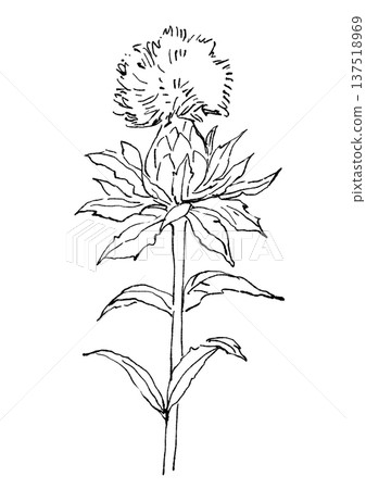 手繪線條畫，描繪了盛開的紅花。 137518969