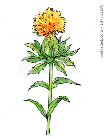 手繪線條水彩插圖，描繪了盛開的紅色花朵。 137518970