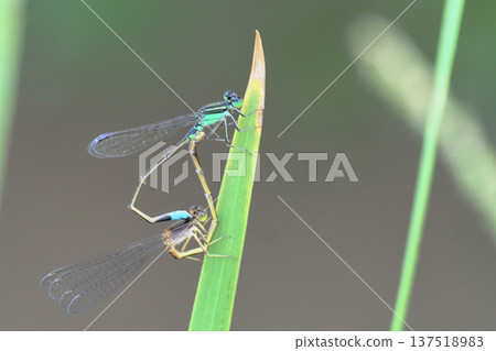 Mating Aomon damselfly Mating Aomon damselfly 137518983