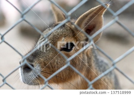 Close-up portrait of a Patagonian mara behind a metal chain-link fence. Sad exotic rodent in captivity at a zoo. Sharp focus on the animal's face and eye through the wire mesh. Wildlife conservation. Close-up portrait of a Patagonian mara behind a metal chain-link fence. Sad exotic rodent in captivity at a zoo. Sharp focus on the animal's face and eye through the wire mesh. Wildlife conservation. 137518999