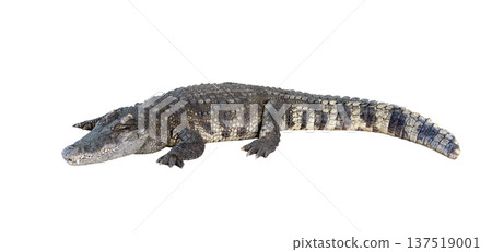 Full length side view of a large saltwater crocodile lying on a white background. Isolated reptile with detailed scaly skin and sharp claws. High resolution wildlife cutout for creative design. Full length side view of a large saltwater crocodile lying on a white background. Isolated reptile with detailed scaly skin and sharp claws. High resolution wildlife cutout for creative design. 137519001