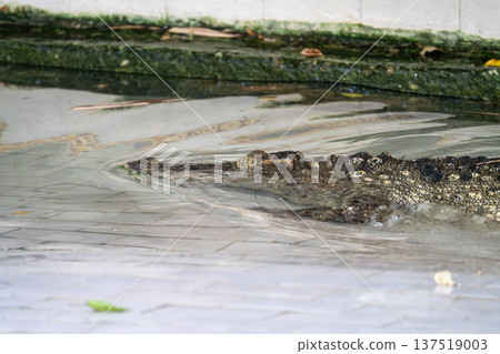 Large saltwater crocodile swimming through shallow water in a tiled enclosure at a reptile park. The dangerous predator is partially submerged with its eye and scaly back visible above the surface. 137519003