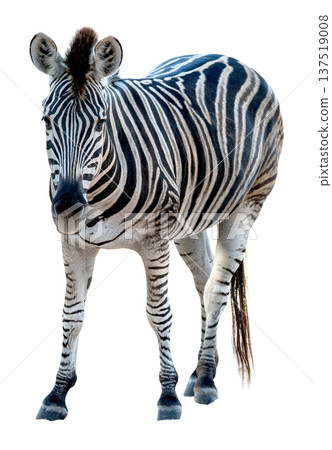Professional full body shot of a common zebra isolated on a solid white background. The African mammal features distinctive black and white stripes and looks toward the camera. High quality cut out. 137519008