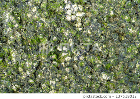 Top view of wild oysters and barnacles clustered on rocks covered with green moss and algae. Natural marine texture from a coastal intertidal zone during low tide. Detailed ocean life pattern. 137519012