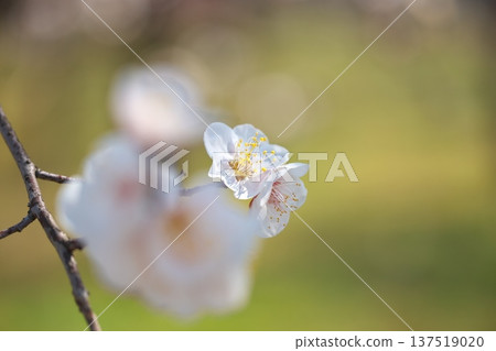 The scent of spring: plum blossoms in early spring 137519020