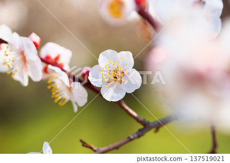 The scent of spring: plum blossoms in early spring The scent of spring: plum blossoms in early spring 137519021