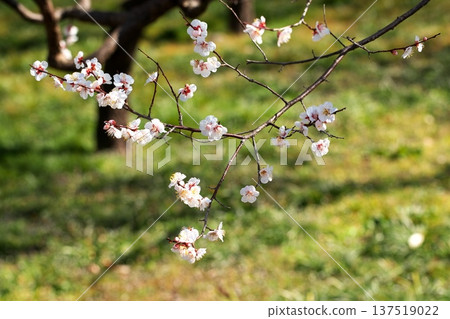 The scent of spring: plum blossoms in early spring 137519022
