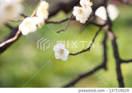 春天的氣息:早春的梅花 春天的氣息:早春的梅花 137519029