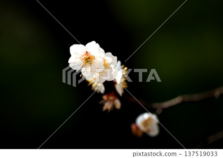 The scent of spring: plum blossoms in early spring The scent of spring: plum blossoms in early spring 137519033