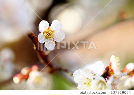 The scent of spring: plum blossoms in early spring The scent of spring: plum blossoms in early spring 137519034