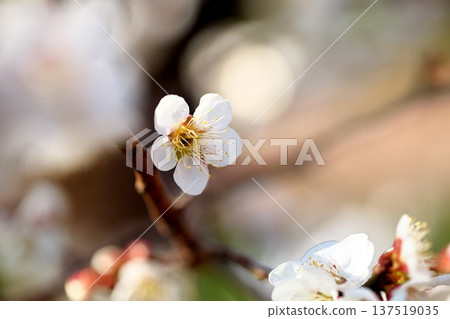 The scent of spring: plum blossoms in early spring The scent of spring: plum blossoms in early spring 137519035