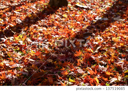 The shadows of the trees fall on the carpet of maple leaves 137519085