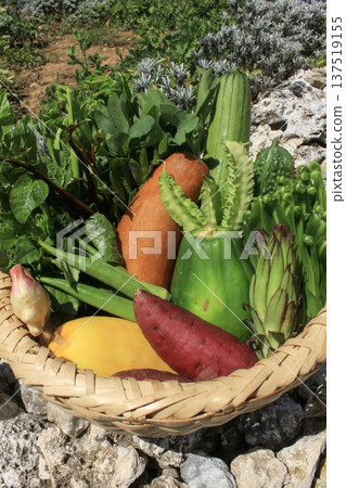 Okinawa island vegetables Okinawa island vegetables 137519155