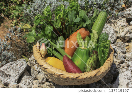 Okinawa island vegetables 137519197