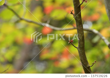 Marubanoki (marbled tree) with red flowers in autumn Marubanoki (marbled tree) with red flowers in autumn 137519226