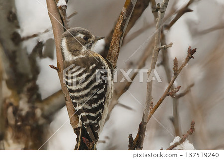 Kogera停在樹枝上 137519240
