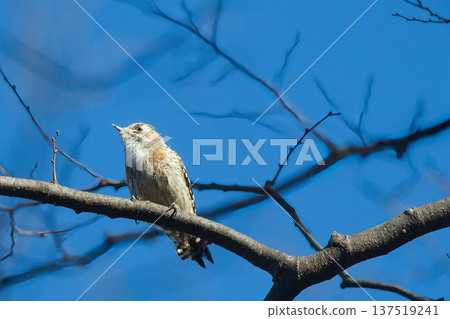 棲息在樹枝上的日本侏儒啄木鳥 137519241