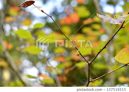 Insect-eaten leaves and small red flowers of the Japanese quince Insect-eaten leaves and small red flowers of the Japanese quince 137519315