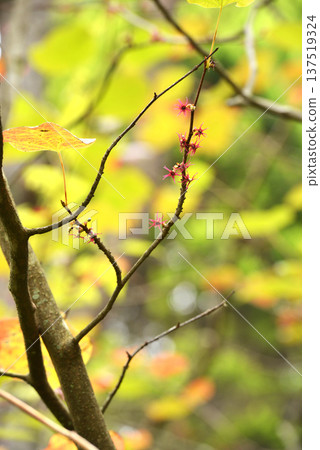 Marlboro tree leaves and small red flowers Marlboro tree leaves and small red flowers 137519324