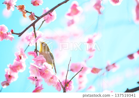 The scent of plum blossoms, the blue spring sky and the chirping of Japanese white-eyes The scent of plum blossoms, the blue spring sky and the chirping of Japanese white-eyes 137519341