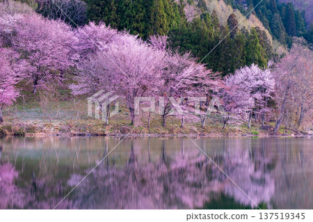 Nakanishi湖的Yoh Yamazakura Nakanishi湖的Yoh Yamazakura 137519345