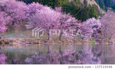 Yoh Yamazakura of Lake Nakanishi Yoh Yamazakura of Lake Nakanishi 137519346