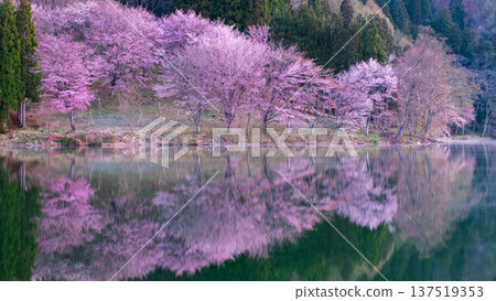 Yoh Yamazakura of Lake Nakanishi Yoh Yamazakura of Lake Nakanishi 137519353