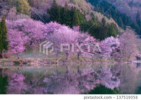 Nakanishi湖的Yoh Yamazakura 137519358