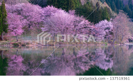 Nakanishi湖的Yoh Yamazakura 137519361