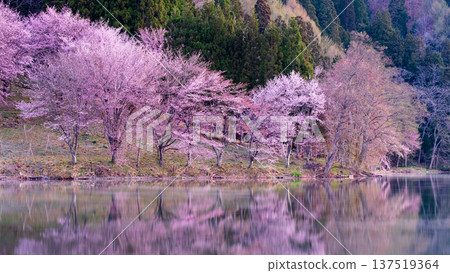 Nakanishi湖的Yoh Yamazakura 137519364
