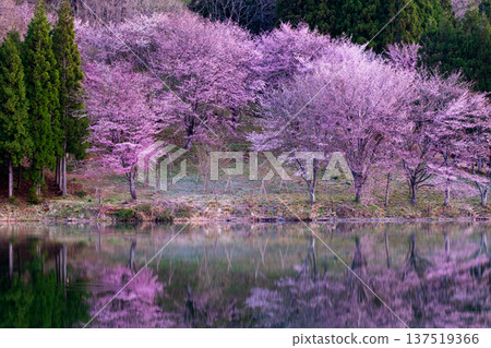 Nakanishi湖的Yoh Yamazakura 137519366