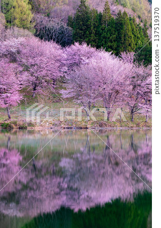 Nakanishi湖的Yoh Yamazakura 137519370