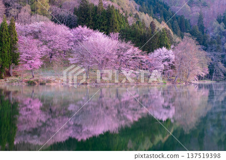 Nakanishi湖的Yoh Yamazakura 137519398