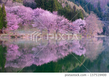 Nakanishi湖的Yoh Yamazakura 137519400