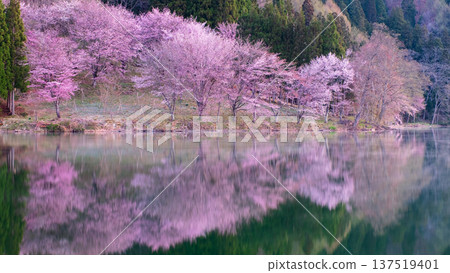 Yoh Yamazakura of Lake Nakanishi Yoh Yamazakura of Lake Nakanishi 137519401
