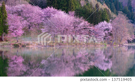 Nakanishi湖的Yoh Yamazakura Nakanishi湖的Yoh Yamazakura 137519405