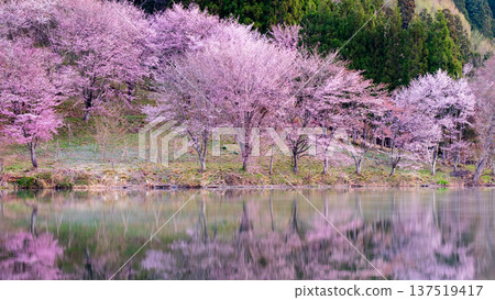 Nakanishi湖的Yoh Yamazakura 137519417