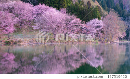 Yoh Yamazakura of Lake Nakanishi Yoh Yamazakura of Lake Nakanishi 137519420