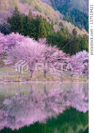 Nakanishi湖的Yoh Yamazakura Nakanishi湖的Yoh Yamazakura 137519421