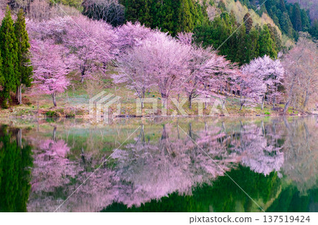 Nakanishi湖的Yoh Yamazakura Nakanishi湖的Yoh Yamazakura 137519424