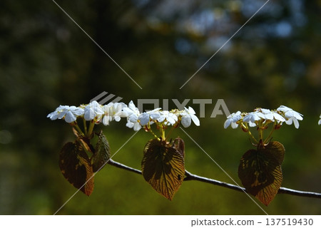 White flowers of the Japanese zelkova tree blooming in the Rokko Alpine Botanical Garden White flowers of the Japanese zelkova tree blooming in the Rokko Alpine Botanical Garden 137519430