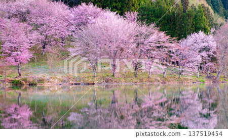 Yoh Yamazakura of Lake Nakanishi Yoh Yamazakura of Lake Nakanishi 137519454