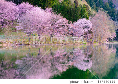 Nakanishi湖的Yoh Yamazakura 137519455