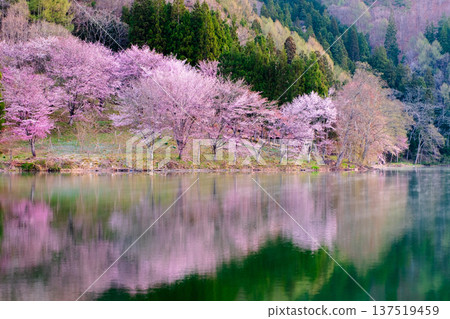 Nakanishi湖的Yoh Yamazakura Nakanishi湖的Yoh Yamazakura 137519459