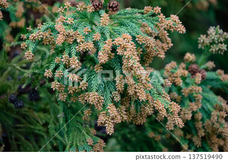Cedar pollen Cedar pollen 137519490