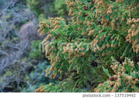 雪松花粉 137519492